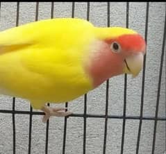 love bird lutino  female for sale and other also for sale 0