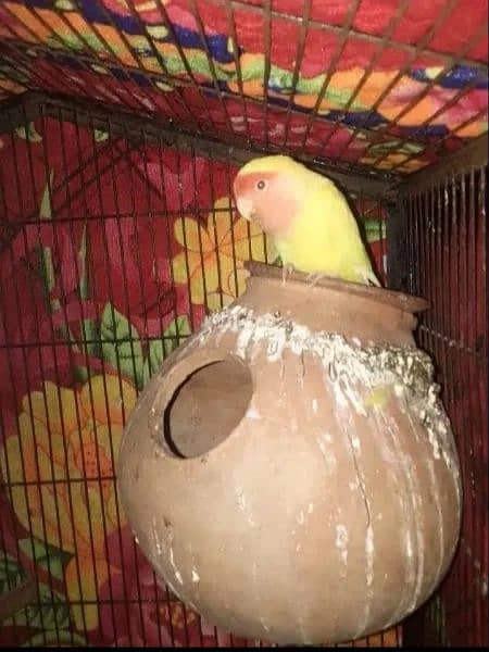 love bird lutino  female for sale and other also for sale 1