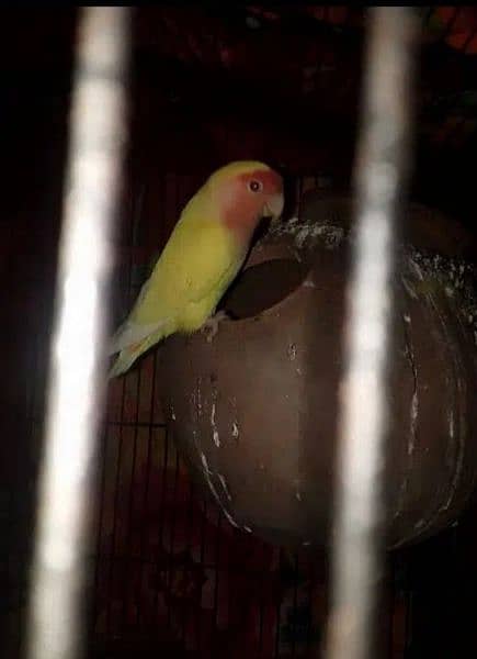 love bird lutino  female for sale and other also for sale 2