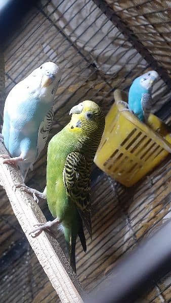 love bird lutino  female for sale and other also for sale 3