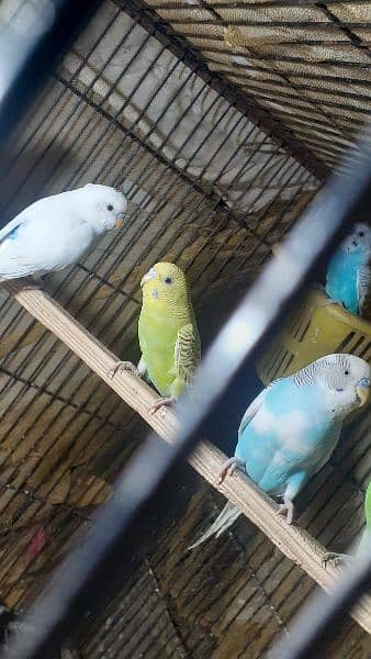 love bird lutino  female for sale and other also for sale 4