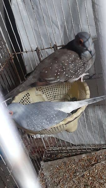 love bird lutino  female for sale and other also for sale 5