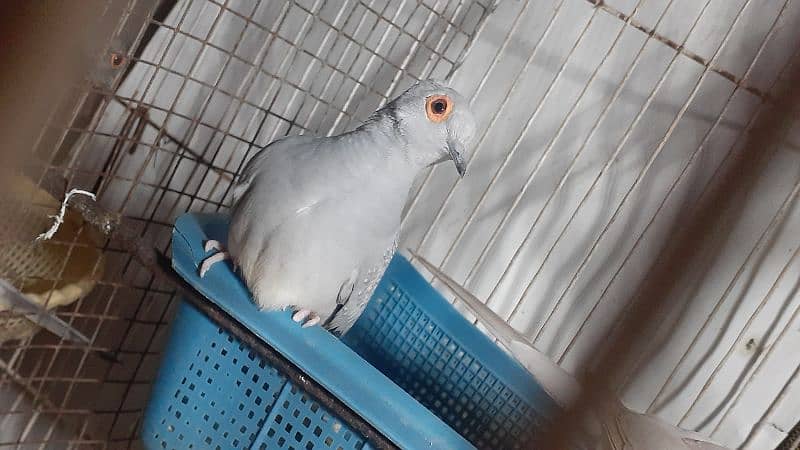 love bird lutino  female for sale and other also for sale 6