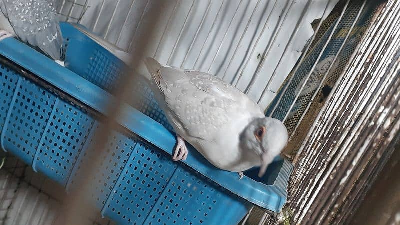 love bird lutino  female for sale and other also for sale 7