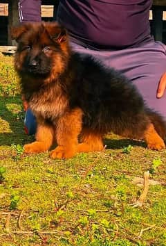 top quality gsd proper long coat pair 2  month for sale