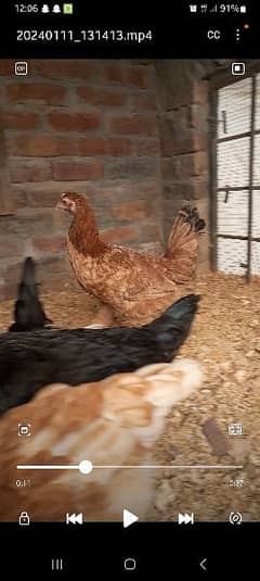egg laying hens for sale