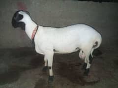 my sheep sall out best with active