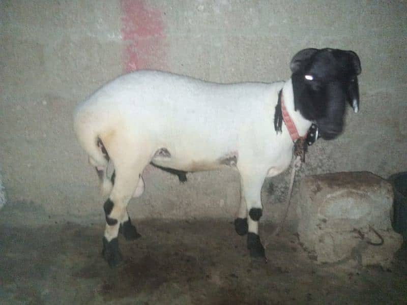 my sheep sall out best with active 1