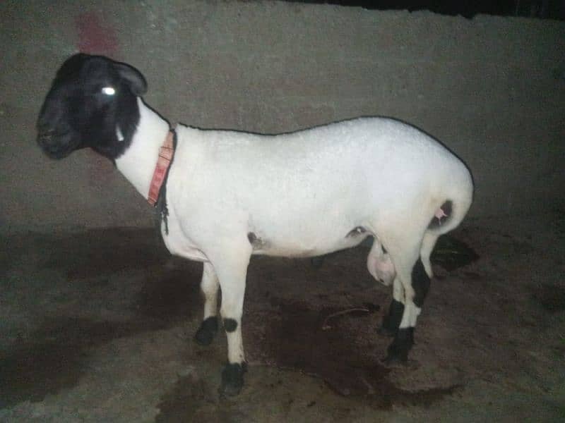 my sheep sall out best with active 2