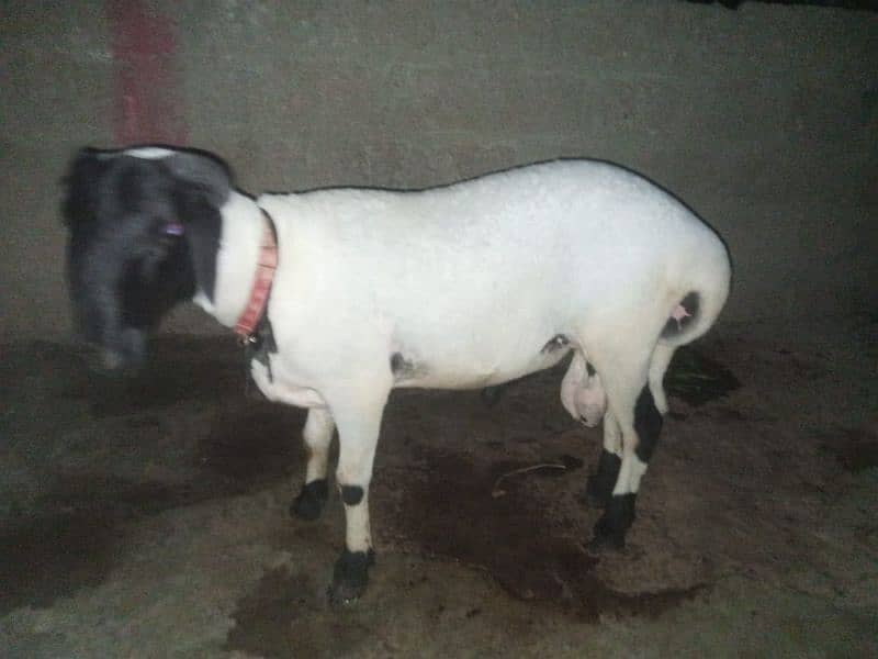 my sheep sall out best with active 3