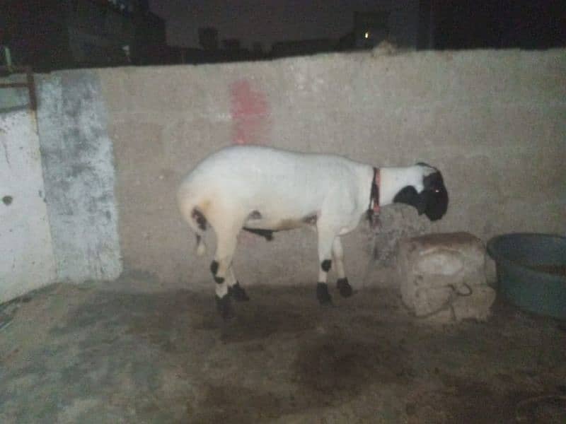my sheep sall out best with active 5