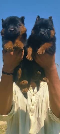 German Shepard dubal cout pair 50 day for sale