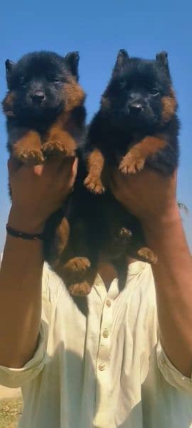 German Shepard dubal cout pair 50 day for sale 0