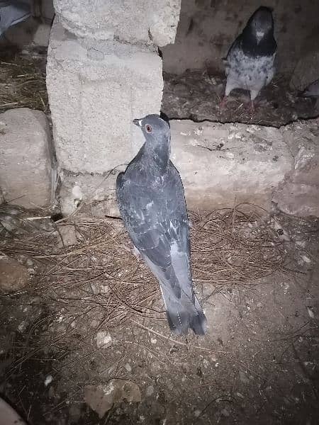 pigeons 1