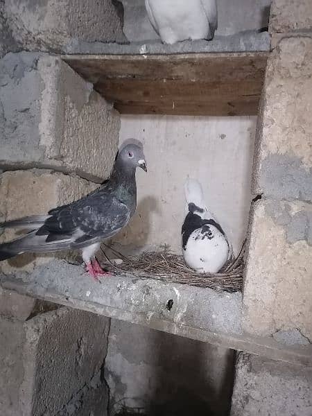 pigeons 2