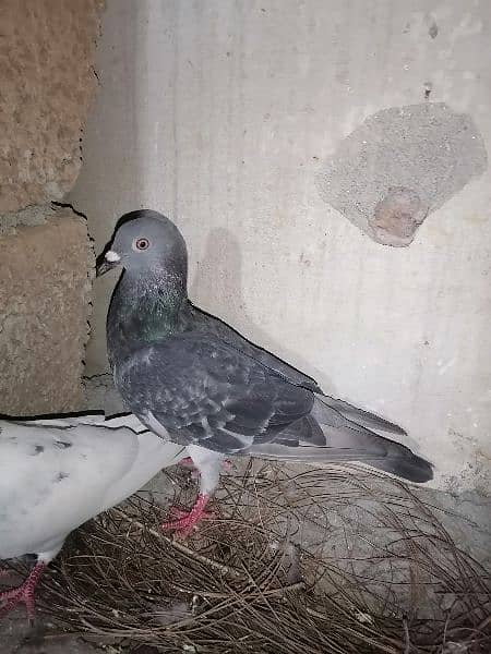 pigeons 3