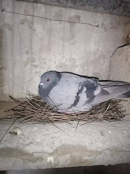 pigeons 4