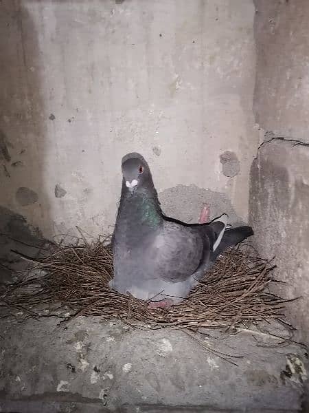 pigeons 8