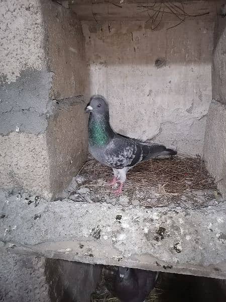 pigeons 10