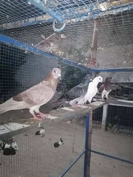 pigeons 12