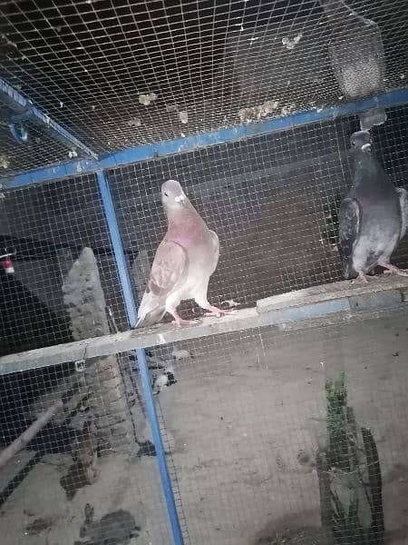 pigeons 13
