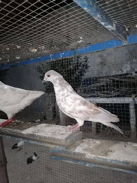 pigeons 14