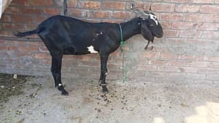 beetal Goat doodh wali for sale 0