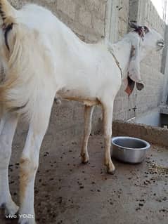 makkahcheni pure bloodline 2 dant breeder