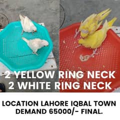 yellow and white chicks 03054717113
