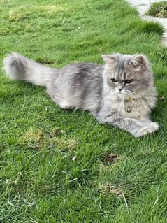 persian catt kittens