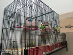 Australian Bird with cage 03112066064