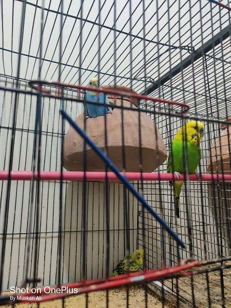 Australian Bird with cage 03112066064 2