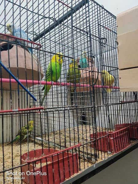 Australian Bird with cage 03112066064 3