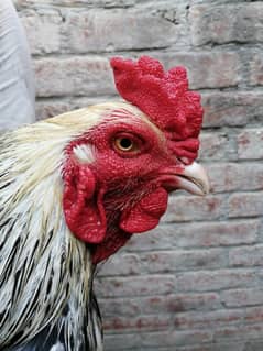 Male hen (cock) 0