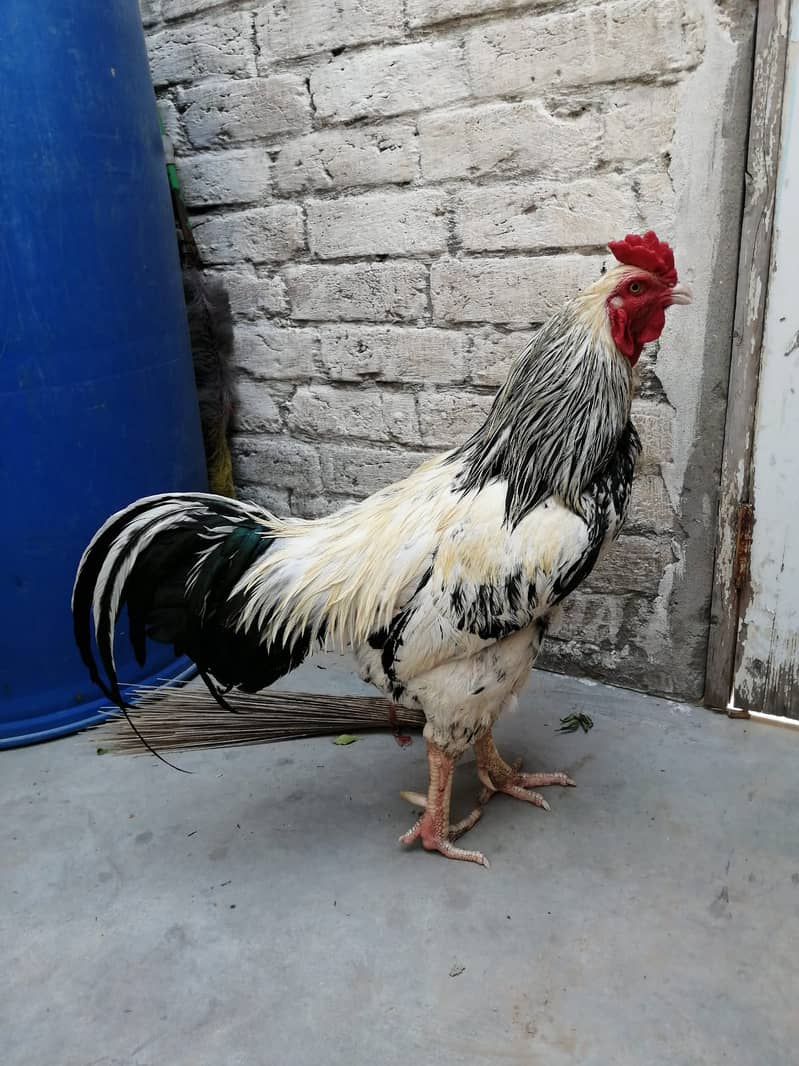 Male hen (cock) 1