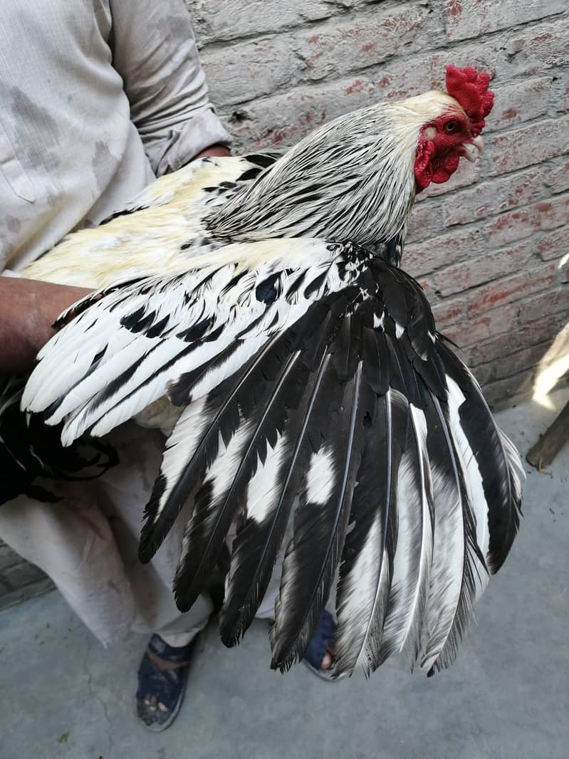 Male hen (cock) 2