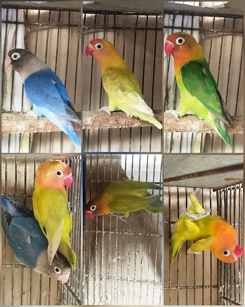 5 love birds 6