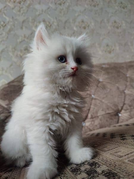 Persian cat male 2