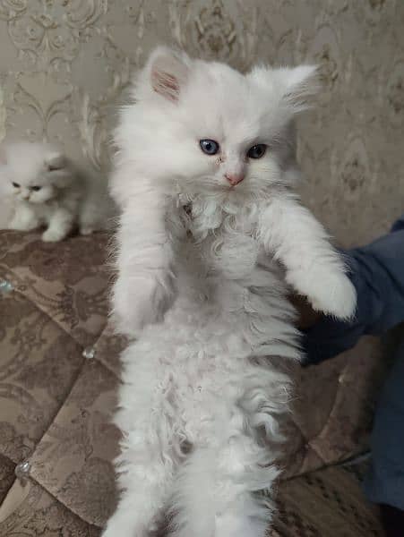 Persian cat male 3