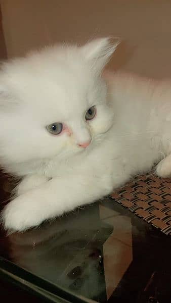 Persian cat male 4