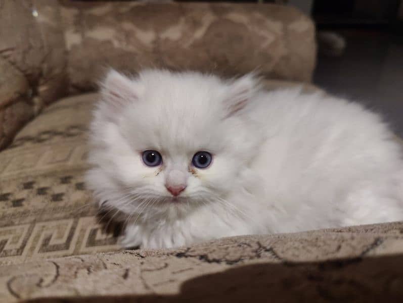 Persian cat male 5