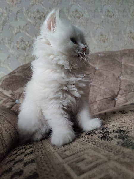 Persian cat male 6