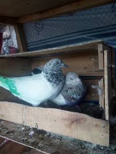 All Pigeons for sell