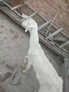 Bakri for sale Pure white goat