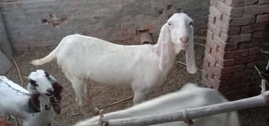 Rajan puri goats