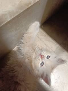 persian cat,white,off white,2 months, pair kittens