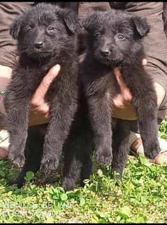black German Shepherd double coat pair 2 month for sale