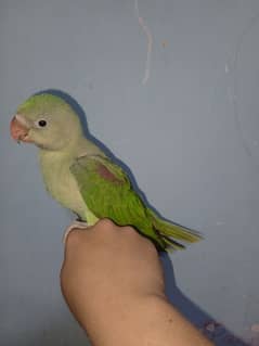 raw parrot chick