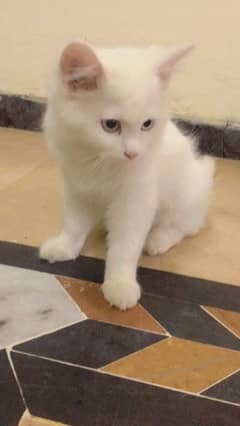 Persian cat in white colour 0