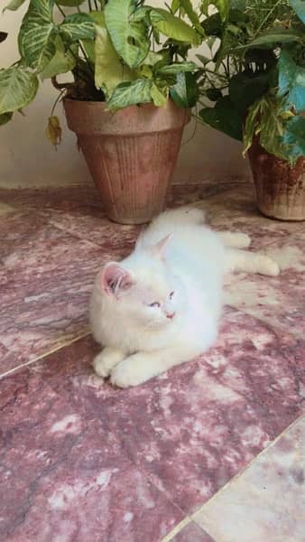 Persian cat in white colour 1